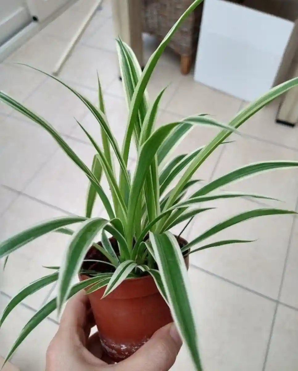 Yeşil çizgili saksı bitkisi