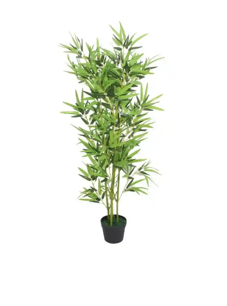 Dekoratif bambu bitkisi