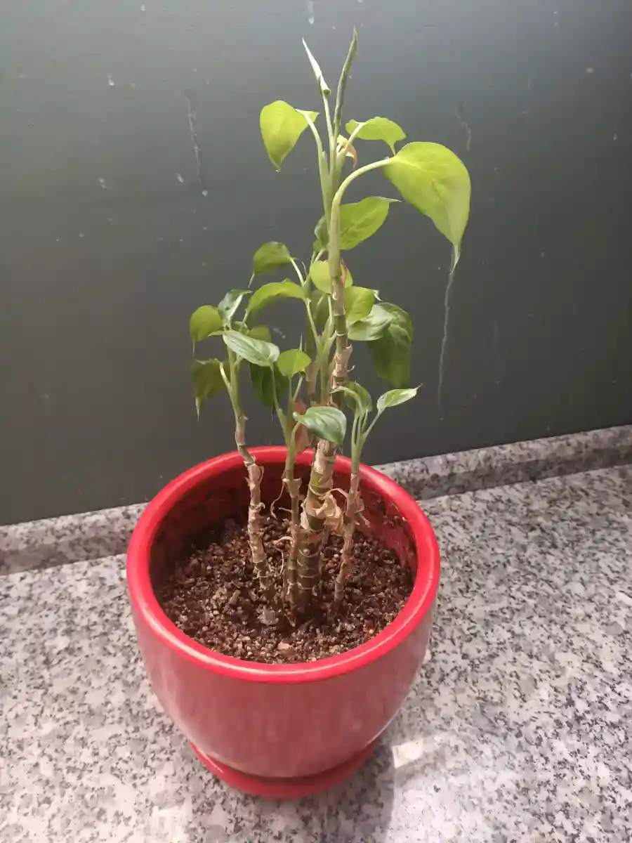 Seramik saksıda yeşil bitki