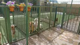 Evcil hayvan oteli ve bakım hizmeti