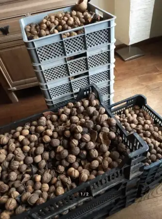 Kendi bahçenizden toplanmış 55 kilo taze ceviz. i̇laçlanmamış ve kurutulmuş