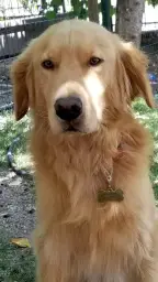 Kaybolan köpek i̇lanı (golden retriever)