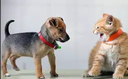 Kedi ve köpek eğitimi (evde)