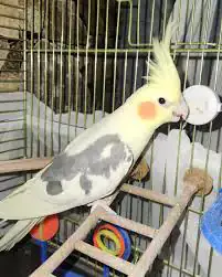 Papağan sahiplendirme (sultan papağanı)