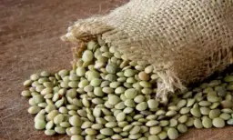 Organik yeşil mercimek